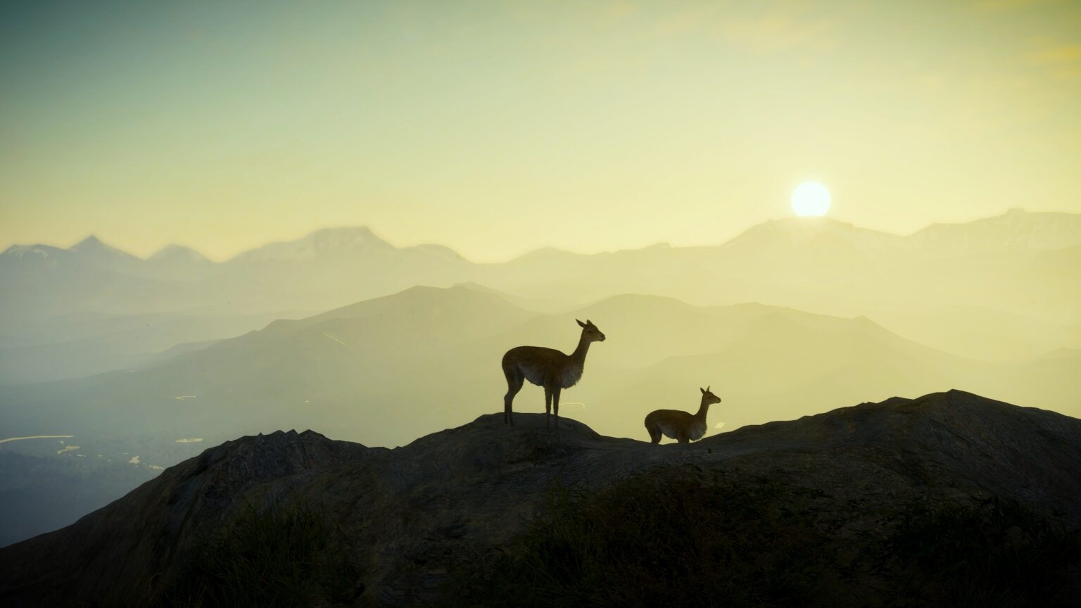 Vicuna1-1536x864.jpg